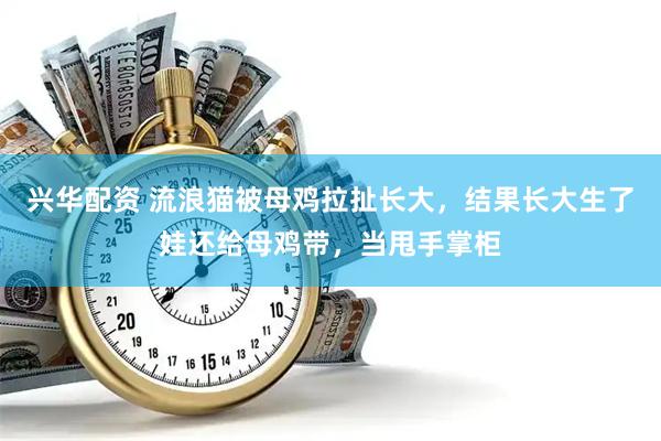 兴华配资 流浪猫被母鸡拉扯长大，结果长大生了娃还给母鸡带，当甩手掌柜