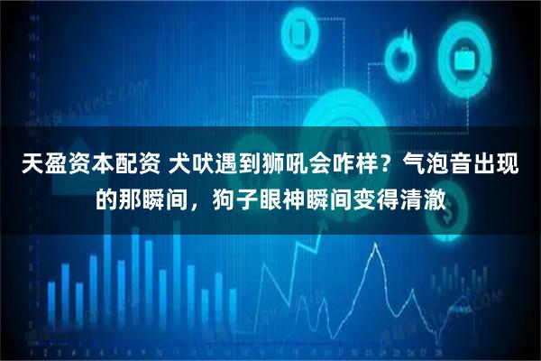 天盈资本配资 犬吠遇到狮吼会咋样？气泡音出现的那瞬间，狗子眼神瞬间变得清澈