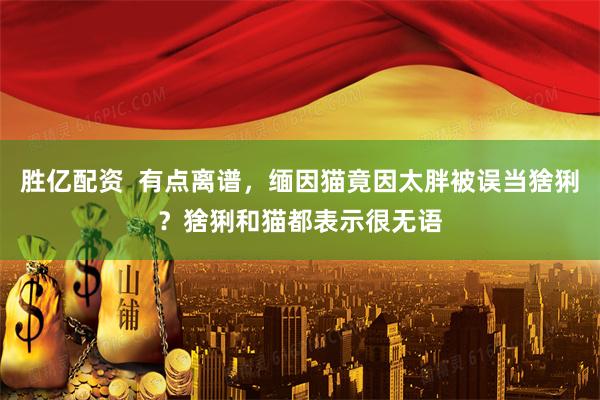 胜亿配资  有点离谱，缅因猫竟因太胖被误当猞猁？猞猁和猫都表示很无语